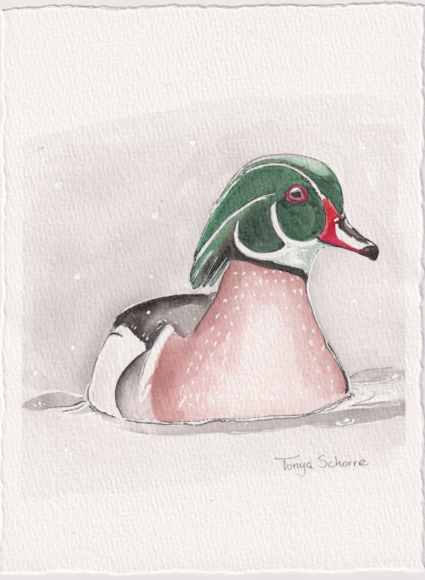 Wood Duck by Tonya Schorre