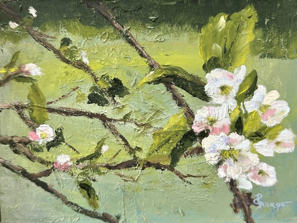 Apple Tree Bloom by Phyllis Sharpe