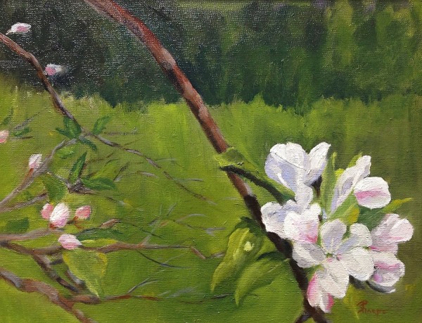 Apple Bloom Time by Phyllis Sharpe