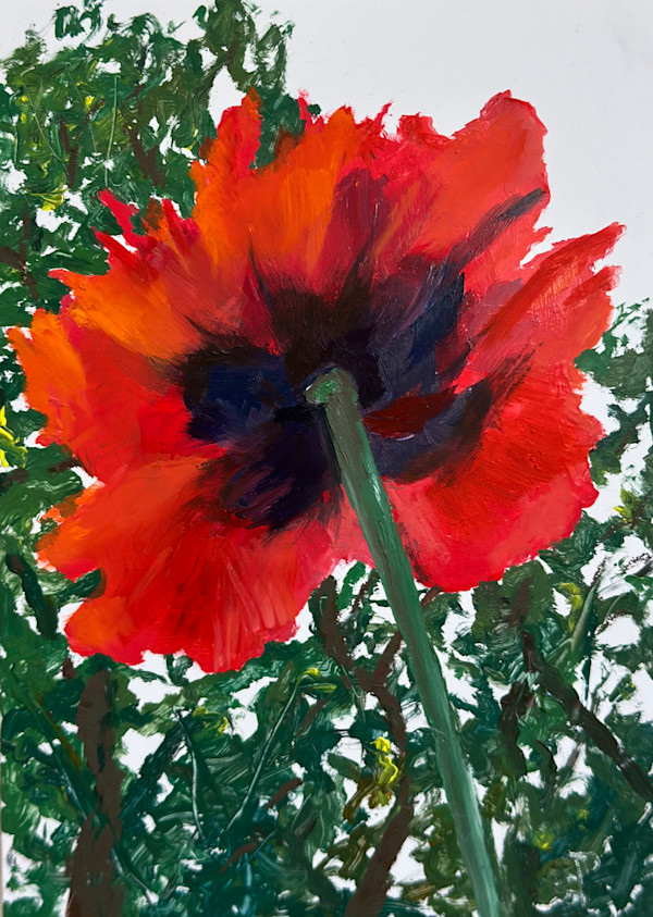 Ideal Poppy by Phyllis Sharpe