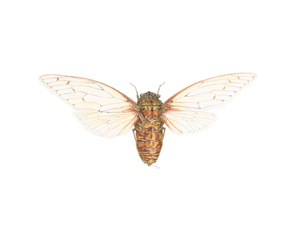 Brown Cicada by Susan K. Theroff