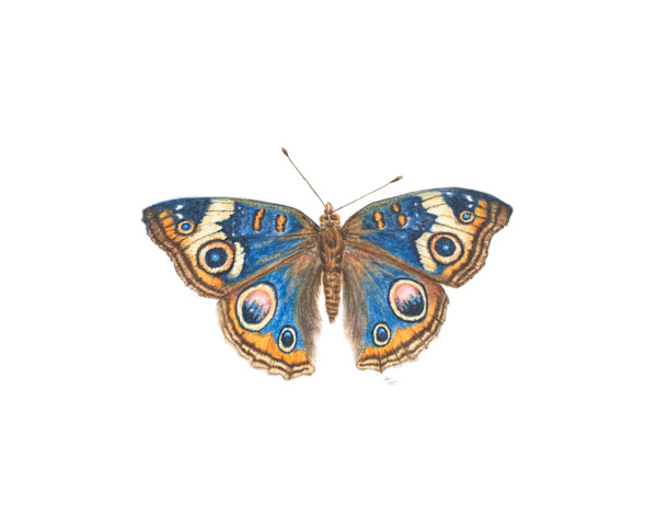Buckeye Butterfly by Susan K. Theroff