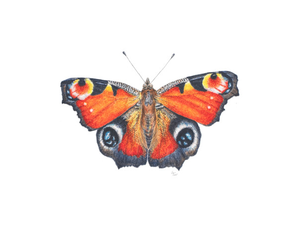 European Peacock Butterfly by Susan K. Theroff