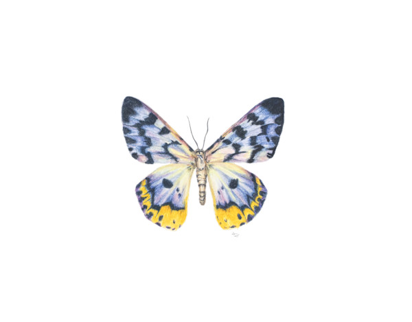 False Tiger Moth by Susan K. Theroff