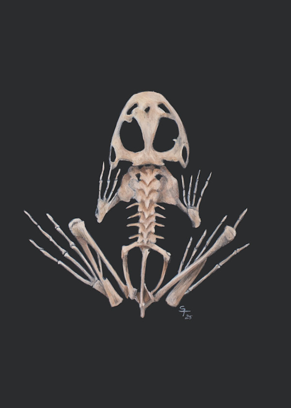 Frog Skeleton Study I by Susan K. Theroff