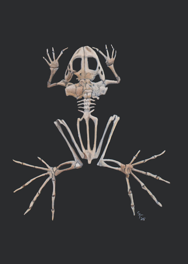 Frog Skeleton Study II by Susan K. Theroff