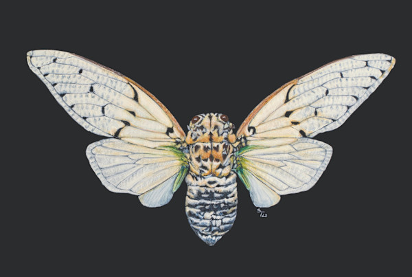 Ghost Cicada by Susan K. Theroff