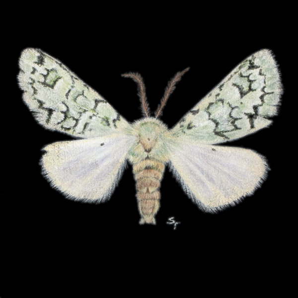 Green Lichen Moth by Susan K. Theroff