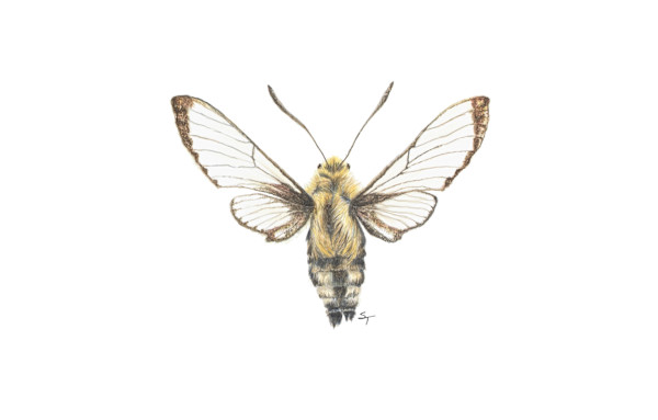 Hummingbird Clearwing Moth by Susan K. Theroff