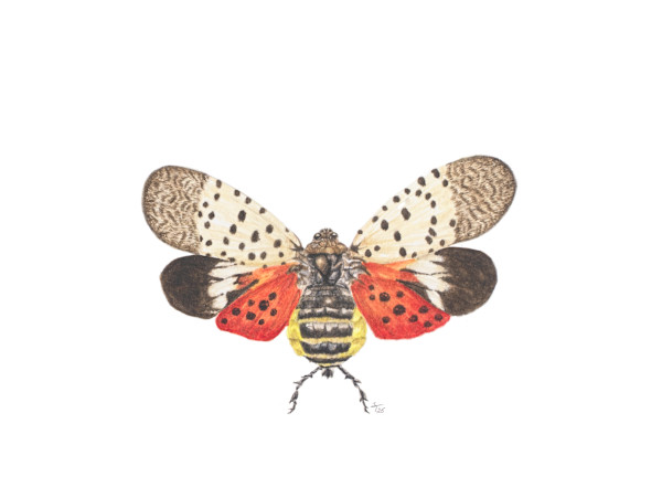 Spotted Lanternfly by Susan K. Theroff
