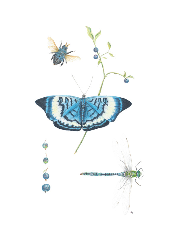 Nature Collected #32 by Susan K. Theroff