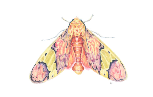 Neonerita Bernardoe Spinozai Moth by Susan K. Theroff