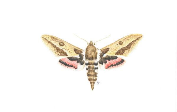 Sphinx Moth by Susan K. Theroff