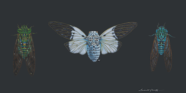 Cicada Trio by Susan K. Theroff
