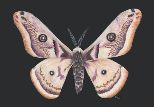White Saturn Moth by Susan K. Theroff