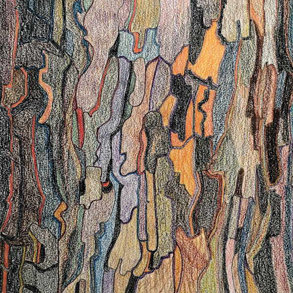 Morning Joy (Sycamore) by Betsy Horn