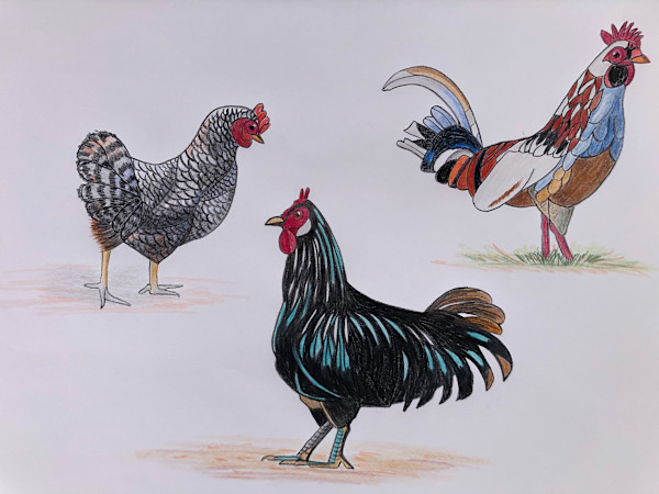 Three French Hens by Betsy Horn