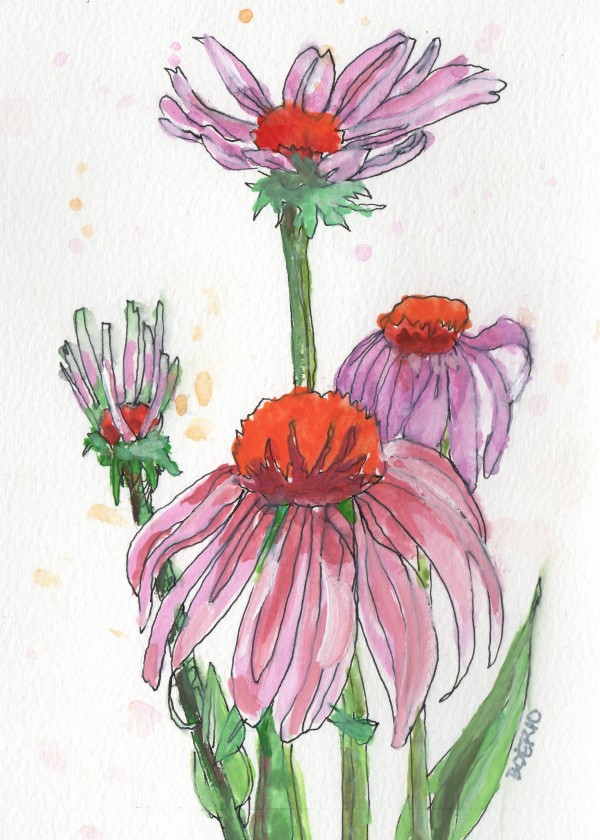 Echinacea Study (5x7") by Carrie Lacey Boerio
