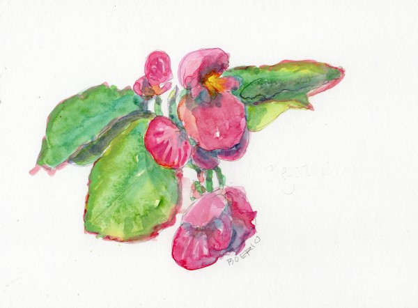 Begonia Study (6 x 8 inches) by Carrie Lacey Boerio