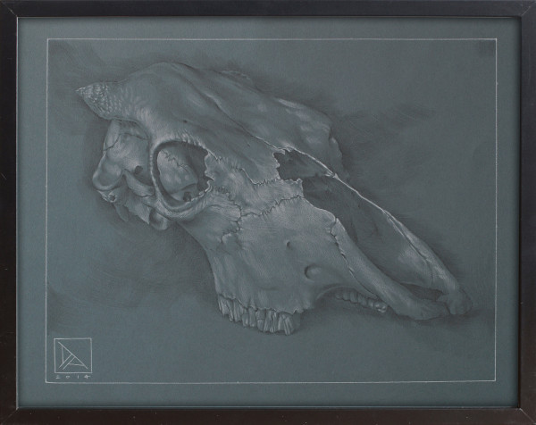 Skull Study #1 by Daevid Anderson