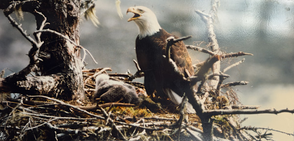 Bald eagle photograph