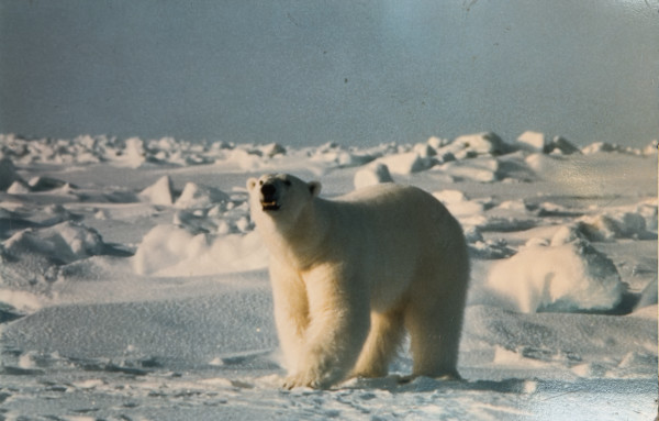 Polar bear photograph