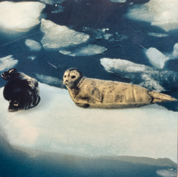 Seal photograph