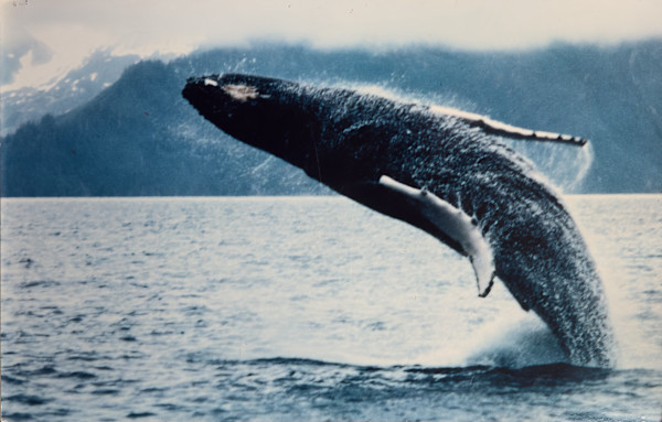 Whale photograph