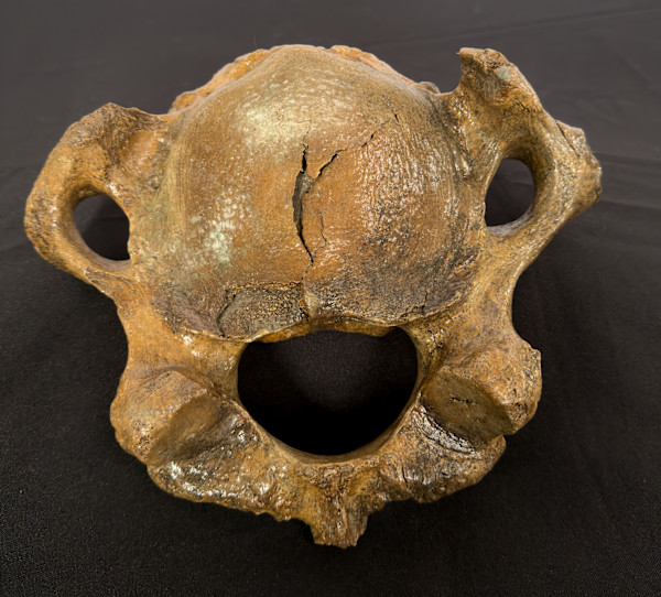 Bone (sea animal)