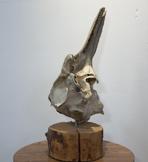 Dolphin skull