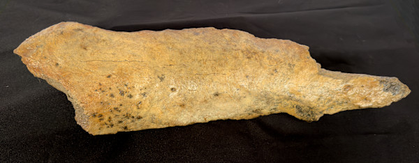 Mastodon shin bone