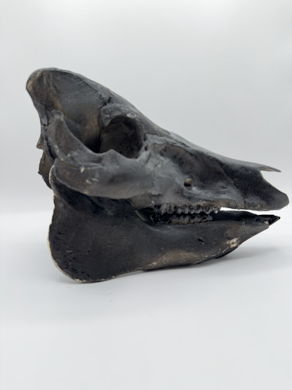 Black pig skull by Melissa The Butcher