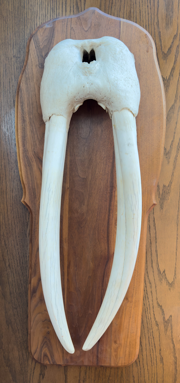 Walrus tusk