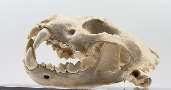 Weasel skull