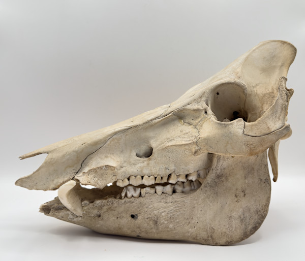 Wild boar skull