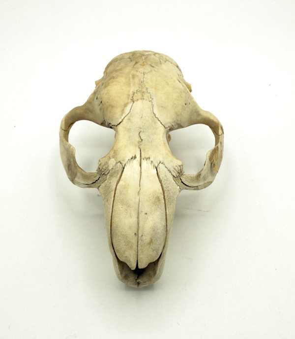 Small animal skull