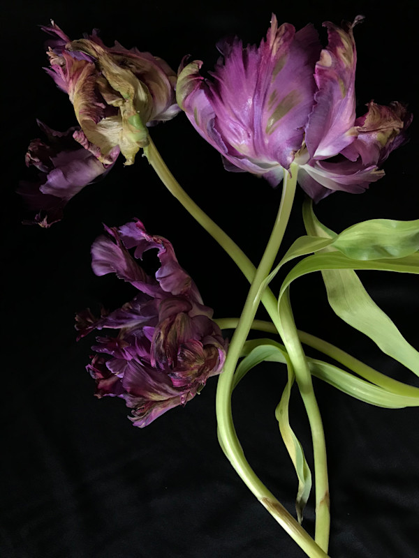 Susan Sawyers, Purple Parrot Tulip, 2018, digital color print on paper, signed and numbered on verso. Edition of 3 with 1 AP: 8 x 10 inches framed $200 by susan sawyers