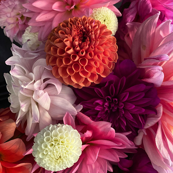 Susan Sawyers, Dahlia Dance, 2024, digital color print on paper, signed and numbered on verso. Edition of 3 with 1 AP: 8 x 8 inches framed $200 by susan sawyers