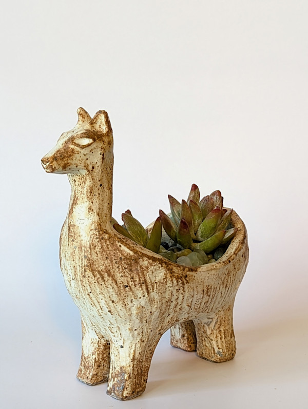Small Llama by Jill Robinson