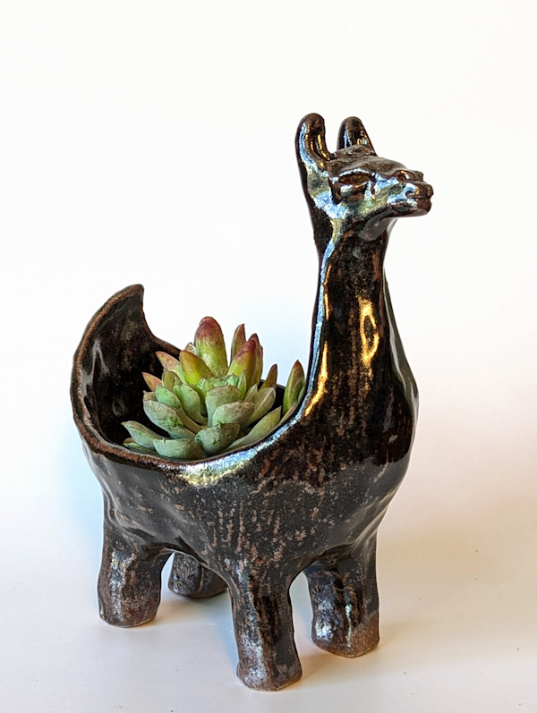 Black Llama by Jill Robinson