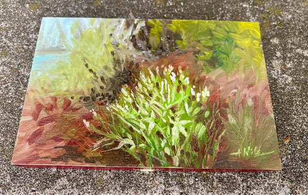 Emerging Garden Star-of-Bethlehem by Amanda Wilson