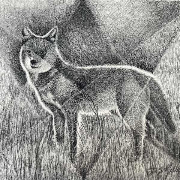 Prairie Wolf