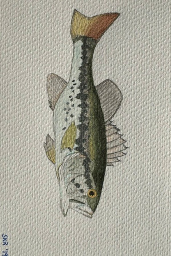 Baby Largemouth Bass by Sophie Rotole, Image 1.