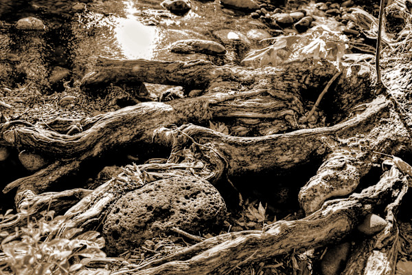 Borogroves by Andrea Lhotka, Image 1.