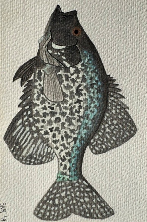 Black Crappie by Sophie Rotole, Image 1.