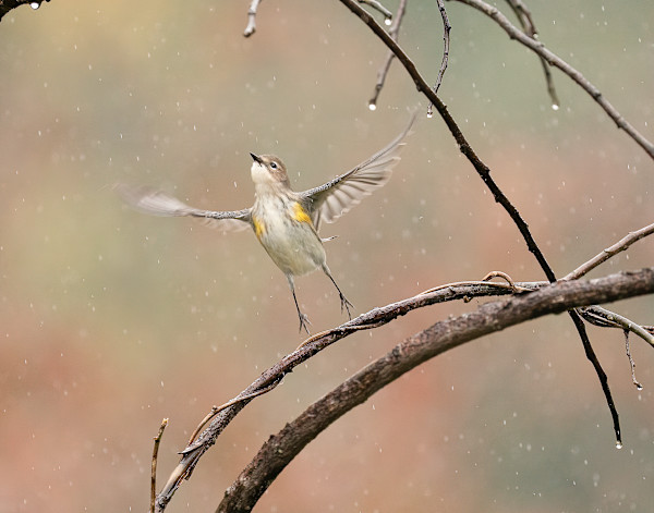 Embrace the Rain