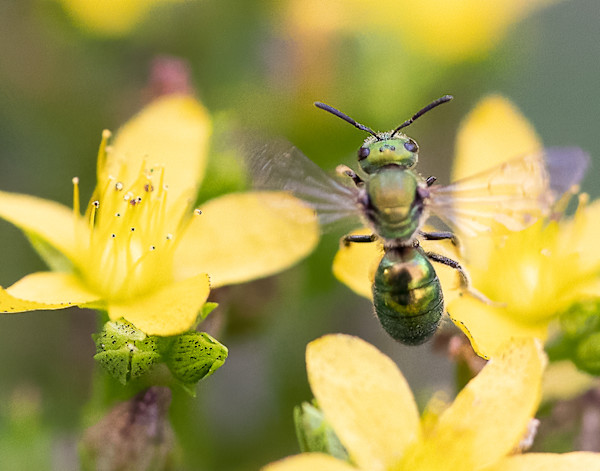 Green Bee Happy