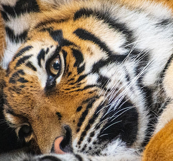 Here Kitty, Kitty by Regina Calvert, Image 1.