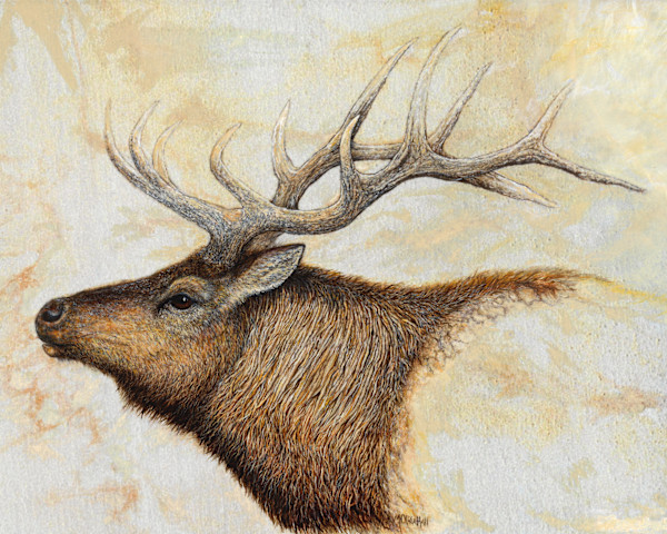 Bull Elk