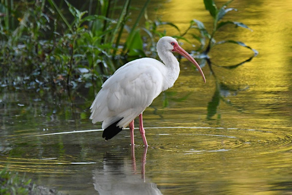 American White Ibis - Wakulla Springs, FL by ROBERT BARTH, Image 1.